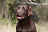 LABRADOR 742